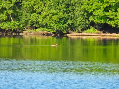 Sabahın erken saatlerinde Gölde Sakin Suda Yüzen Yalnız Ördek Kuşu ve Sahilde Yeşil Orman