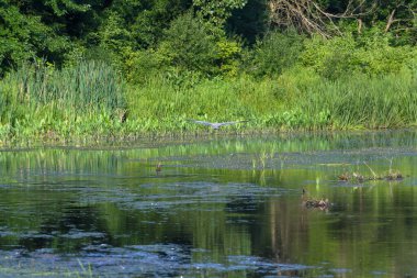 Mavi balıkçıl kuşu suyun üstünde uçuyor. Arka plandaki ormana doğru gidiyor. 