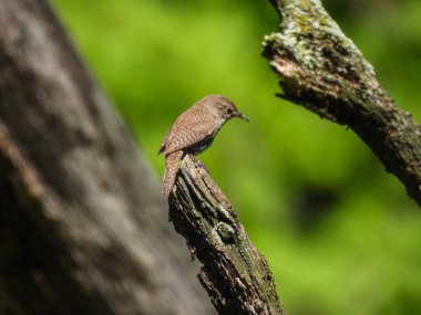 Wren Kuşları Ağaç dalının tepesine tünemiş Yeşil Yapraklar Arkaplanda Bulanık