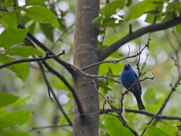 Vibrant Blue Indigo Bunting Bird Perfektně Usazený Mezi Zelenými Listy — Stock fotografie