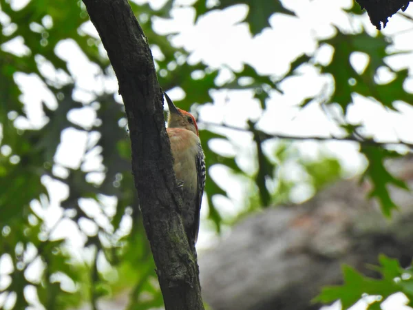 枝の上のキツツキ 赤線のキツツキ鳥がくちばしでオークの木の枝を拡大し 背景にオークの緑の葉とその頭の上に赤い羽で示す — ストック写真