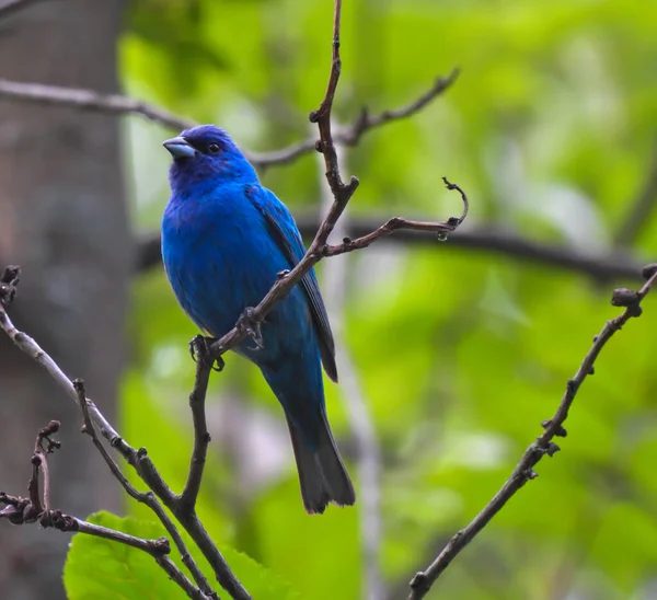 深蓝色的兰花鸟栖息在绿林斑驳的树枝上 背景模糊 — 图库照片