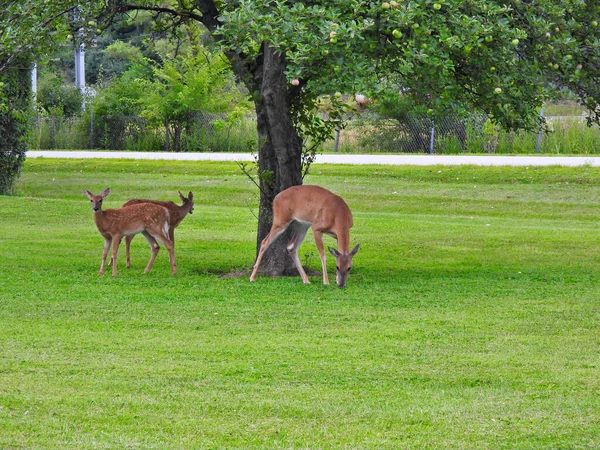 Deux Faons Cerfs Virginie Joignent Leur Mère Biche Profitent Des — Photo