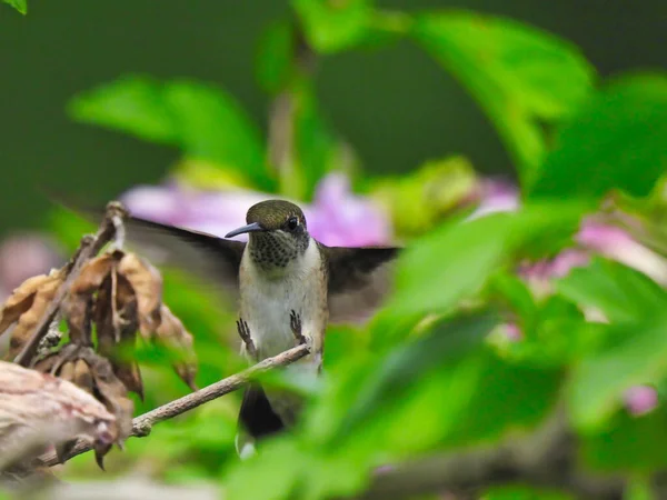 Colibrí Con Garganta Rubí Volando Para Posarse Rama Con Los — Foto de Stock