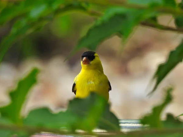 木の緑の葉の間で楽しみにしている鳥のフィーダーの側面に座っているアメリカのGoldfinch黄色の鳥 — ストック写真