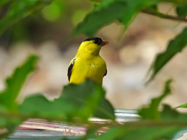 Amerikanischer Stieglitz Blickt Rückwärts Während Auf Einem Vogelbad Zwischen Grünen — Stockfoto