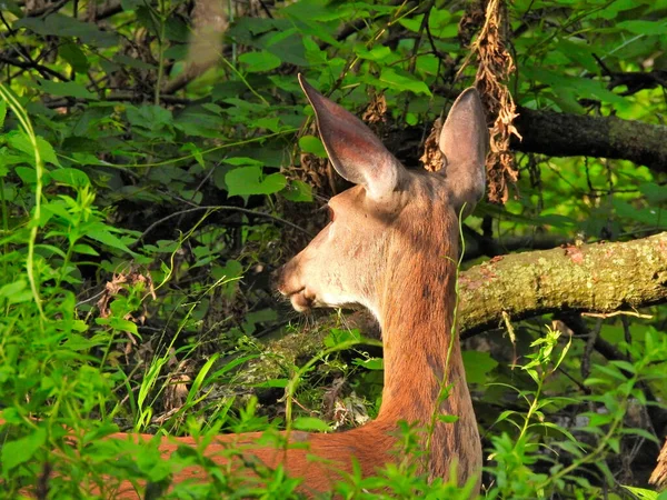 森林中的鹿 阳光明媚的日子里 一只白尾象象的母鹿在森林中的绿叶中小心翼翼地抬起耳朵 警觉地看着别处 — 图库照片