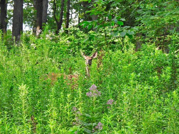 Weibliches Weißschwanzhirsch Sommer Grünes Laubwachstum Hoch Wie Hirsche Die Mit — Stockfoto