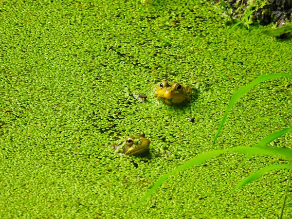 Две Маленькие Детеныши Лягушек Быков Телами Погруженными Воду Покрытые Ярко — стоковое фото