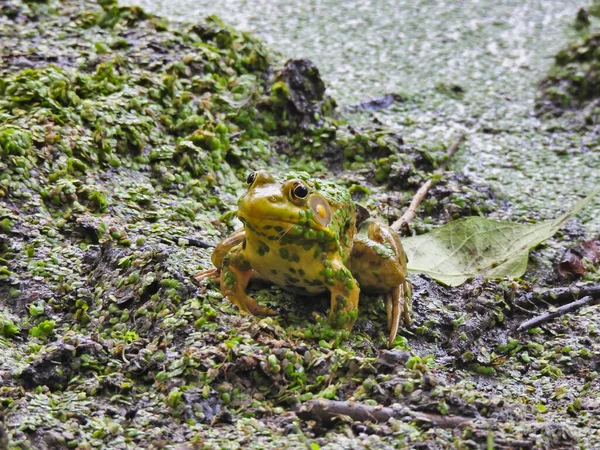 Bullfrog Сидя Грязном Пруду Банк Готов Прыгать Воды Покрытой Duckweed — стоковое фото