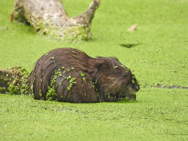Muskrat Comendo Enquanto Sentado Lagoa Algas Com Flores Algas Pele — Fotografia de Stock