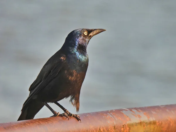 Yaygın Grackle Kuşu Nun Parlak Tüyleri Sarı Gözler Arka Planda — Stok fotoğraf