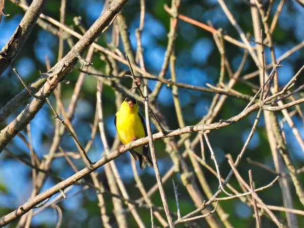 Pássaro Amarelo Preto Americano Goldfinch Pássaro Macho Cores Reprodução Amarelo — Fotografia de Stock