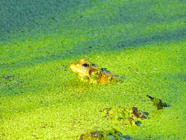 Profil View Light Green Young Bullfrog Nedsänkt Till Huvudet Damm — Stockfoto