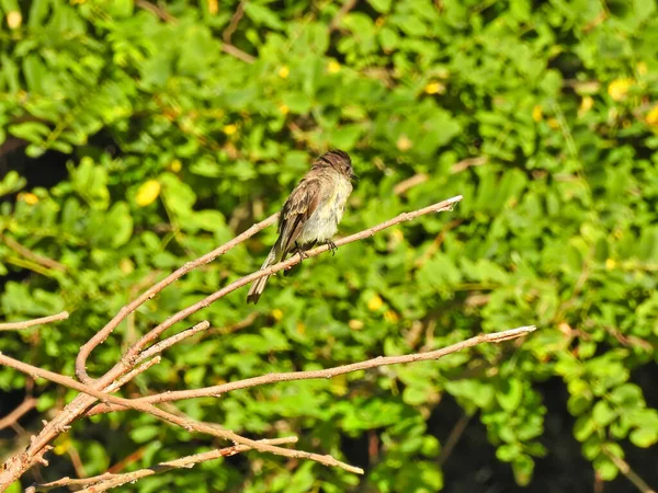 Pták Větvi Flycatcher Pták Sedí Holé Větvi Zelenými Listy Pozadí — Stock fotografie