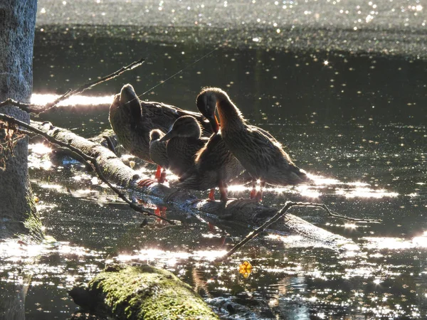 Stockente Wasservögel Vögel Enten Die Auf Einem Baumstamm Stehen Säubern — Stockfoto