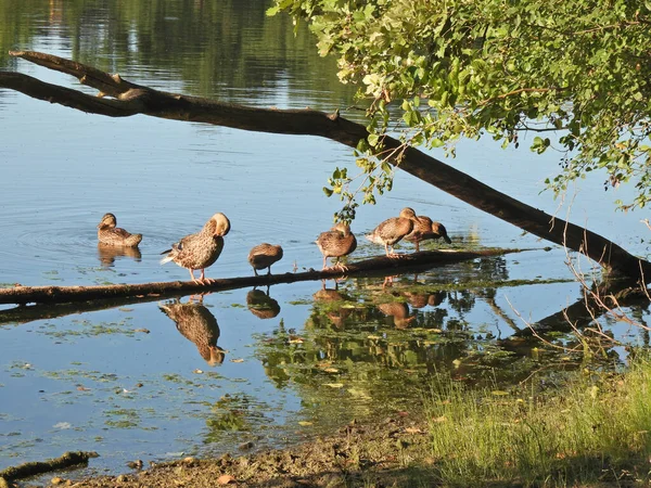Patos Aves Acuáticas Hembra Mallard Acicalándose Tronco Con Reflejo Agua —  Fotos de Stock