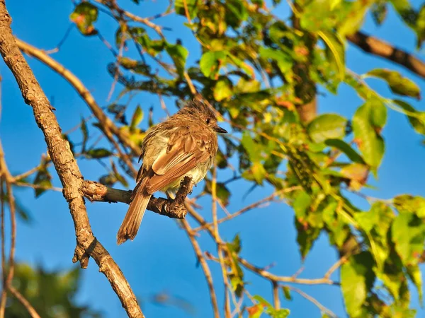 Flycatcher Bird Sits Uppflugna Trädgren Blötläggning Morgonsolen Gryningen Med Gröna — Stockfoto