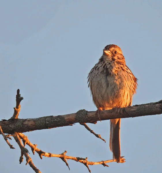 Song Sparrow Bird Ült Egy Ágon Reggeli Napfény Narancs Színű — Stock Fotó