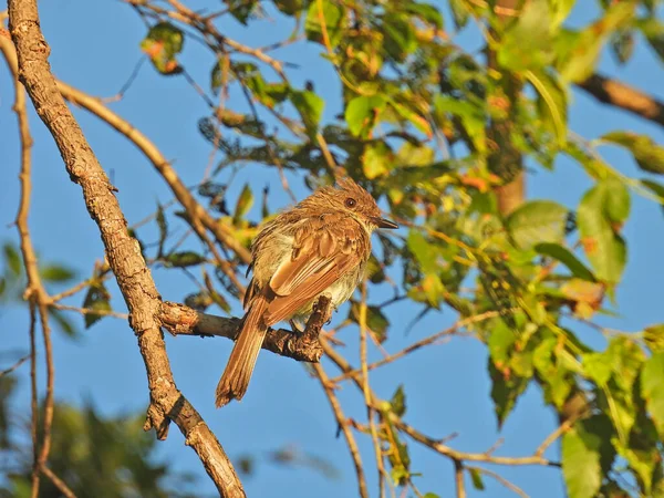 Flycatcher Bird Olvadt Egy Sunny Morning Ült Faágon Dawn Sunrise — Stock Fotó