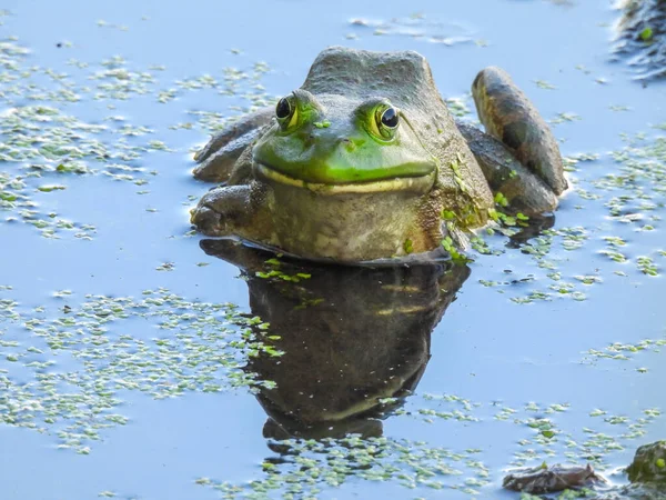 Lebendiger Grüner Ochsenfrosch Sitzt Mit Algenwasser Und Reflexion Wasser — Stockfoto