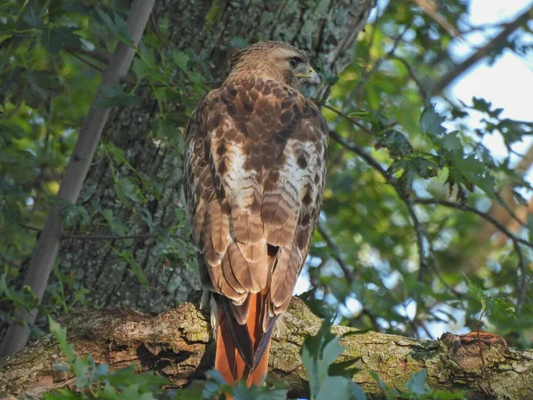 食肉猛禽的红色尾鹰鸟 背卧在树上 头朝下 侧卧在密集的猎食凝视下 — 图库照片