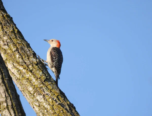 Pájaro Carpintero Vientre Rojo Equilibra Tronco Árbol Mientras Sube Hacia — Foto de Stock