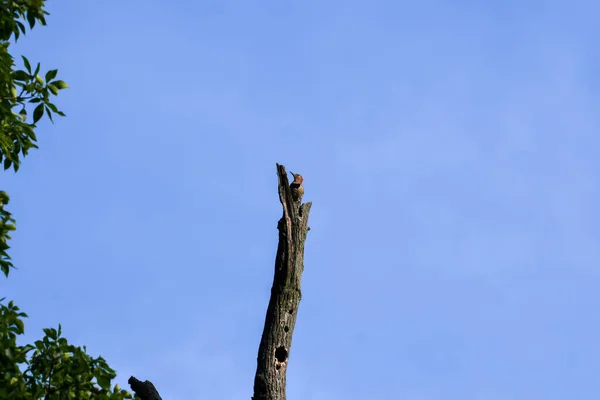 Pájaro Flicker Del Norte Femenino Encaramado Parte Superior Del Tronco — Foto de Stock