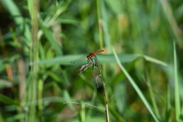 Closeup Macro Red Meadowhawk Dragonfly Stem Green Foliage Leaves Background — Stock Photo, Image