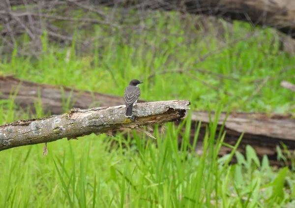 Niedlicher Östlicher Eisvogel Fliegenschnäpper Sucht Seitwärts Auf Gebrochenem Kahlen Ast — Stockfoto