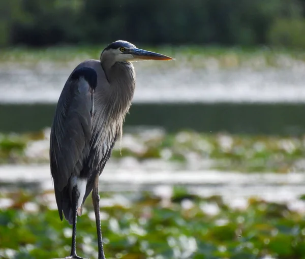 Blue Heron Bird Standing Water Edge Νερό Γεμάτο Lily Pads — Φωτογραφία Αρχείου