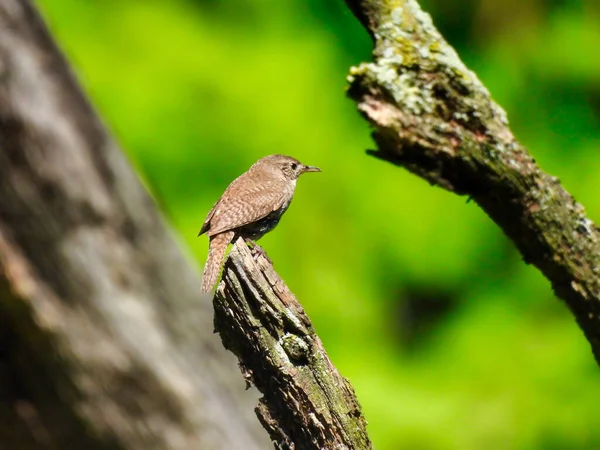 Casa Wren Bird Empoleirado Topo Árvore Ramo Com Folhagem Verde — Fotografia de Stock