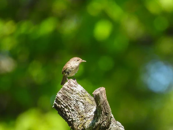 Casa Wren Pássaro Empoleirado Final Árvore Filial Olhando Para Lado — Fotografia de Stock