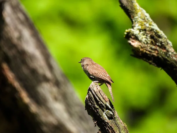 House Wren Bird from Behind with Beautiful Coloring and Pattern to Feathers, Hint of Beak and Eye, Perched on Top of Treen Branch, Green Foliage Blurred Background