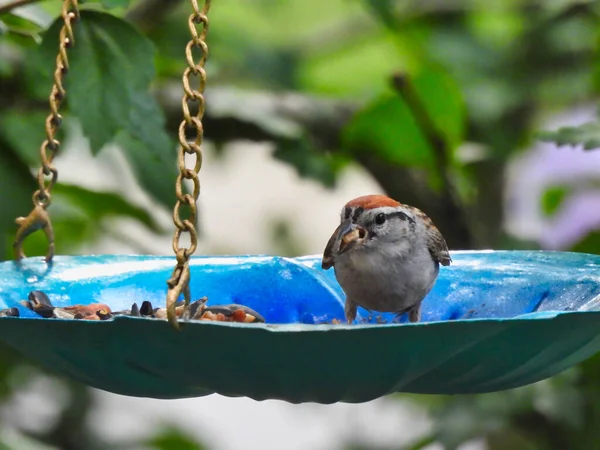 American Tree Sparrow Bird Sits Platform Bird Feeder Seed Its — Stock Photo, Image