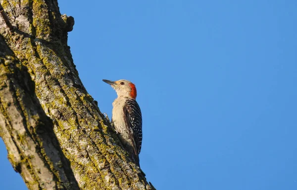 Red-Bellied Woodpecker Bird Scales Side of Tree Trunk with Bright Blue Sky in the Background with Beautiful Red Feathers on Head