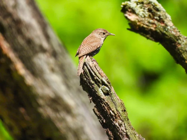 Zaunkönig Thront Auf Baumzweigen Mit Schönem Grünen Laub Und Anderen — Stockfoto