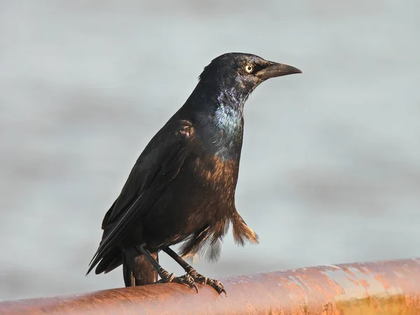 湖を背景にラスティレールに腰掛けている一般的な黒鳥 ロイヤリティフリーのストック写真