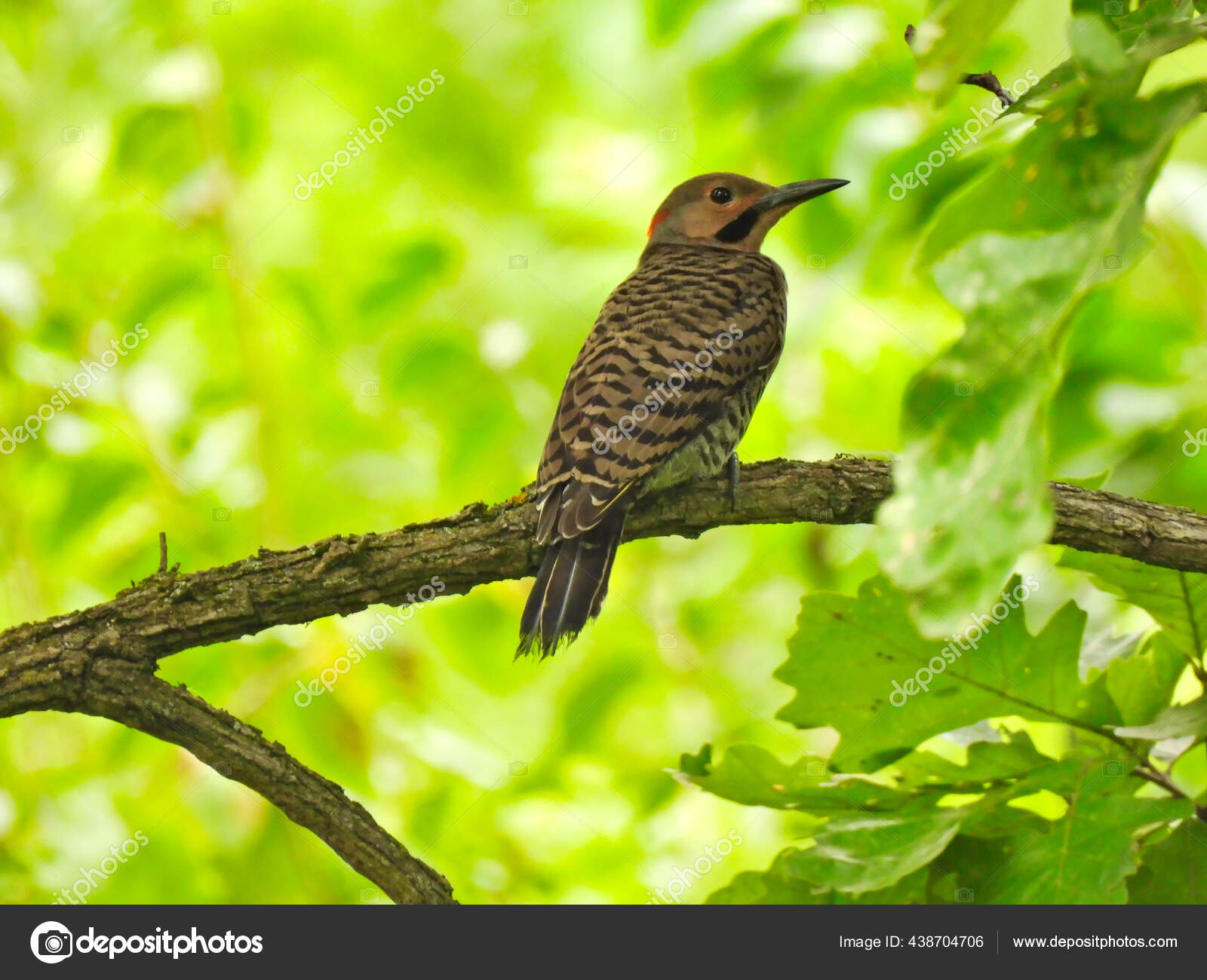 flicker flicker
