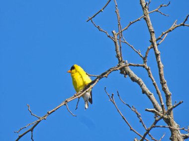Amerikan GoldFinch Erkek Kuşu Açık Mavi Gökyüzü Arkaplanda Tüylü Açık Mavi Bir Ağaçta Parlak Sarı, Siyah Kafalı ve Turuncu Gagalı Kanatlarıyla Gösteriş Yapıyor