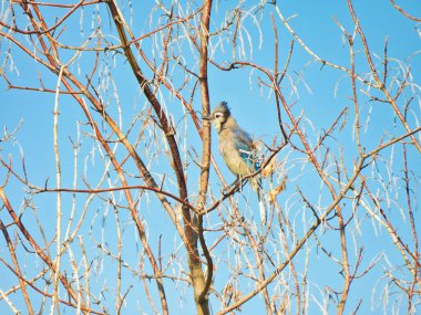Mavi Cüce Kuş Çıplak Ağaca tünemiş, Baş Crest Yukarı Bakıyor ve Mavi Gökyüzü Arkaplanda