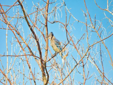 Mavi Kuş Çıplak Kiraz Ağacında Şarkı Söylüyor Güzel bir yaz gününde Gaga Açık Şarkı Söylüyor Mavi Tüylü Parlak Mavi Gökyüzü Mavi Tüyleri Gösteriyor