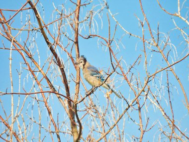 Mavi Kuş Mavi Başlı Mavi Kiraz Ağacı 'nda Parlak Mavi Gökyüzüne Bakıyor ve Bleu Sky' a Karşı Alarm