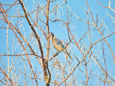 Ciyaklayan Mavi Kuş Kiraz Ağacında Parlak Mavi Tüyleri Arkaplanda Mavi Yaz Gökyüzü ile Gösteriyor