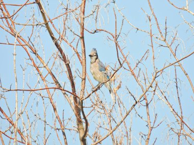 Bluejay Kuş Mavi Bulutsuz Gökyüzü Jay 'in Plumage Head Crest Up' ıyla Çıplak Ağaca tünedi
