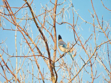Mavi tüylü Bluejay Kuşu Ufkuna Bakarken Mavi Tüy Gösteren Çıplak Kiraz Ağacına Tünemiş Ufka Bakıyor