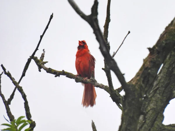Röd Kardinal Gren Norra Kardinalen Fågel Med Ljusa Röda Fjädrar — Stockfoto