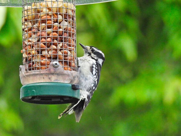 Woodpecker on a feeder: Downy woodpecker bird clings to the side of a bird feeder holding peanuts with green foliage in the background