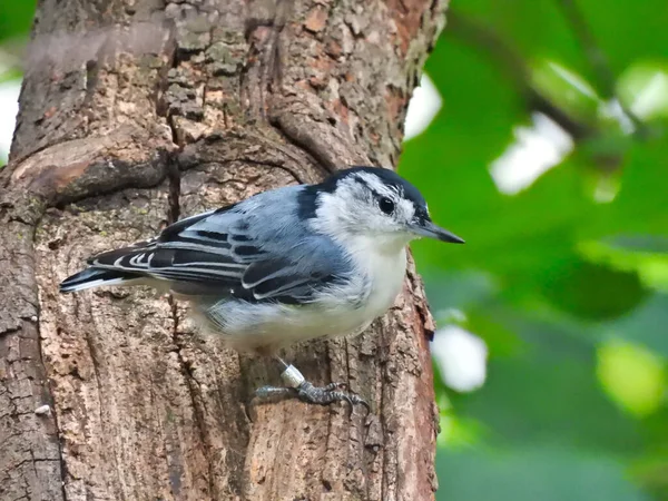 White Breasted Nut Hatch Bird Hangs Side Tree Trunk Blue — стокове фото