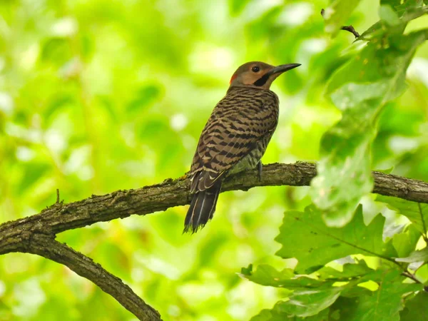 Northern Flicker Woodpecker Bird Perched on a Tree Branch with Lush Bright Green Vegetation and Leaves Surrounding the Male Woodpecker with His Head Turned Sideways in Profile View